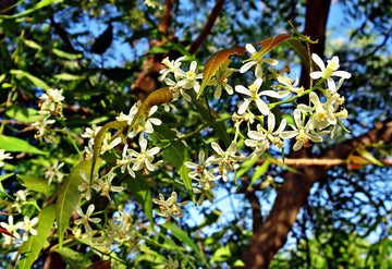 Scent Profile: Neem Oil