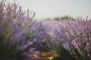 Scent Profile: Lavender