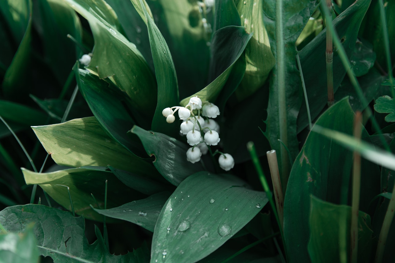 Scent Profile: Lily of the Valley