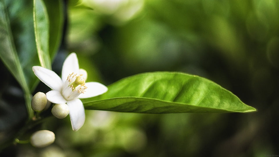 Lilac: An Edible and Medicinal Treat