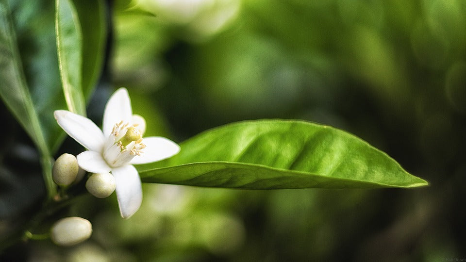 Scent Profile: Neroli