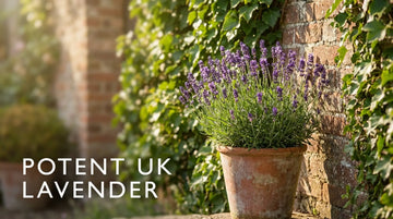 A healthy lavender plant in a terracotta pot demonstrating correct pruning lavender UK techniques.