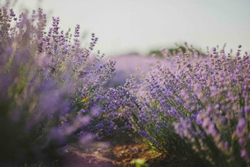 Scent Profile: Lavender - The Master Herbalist