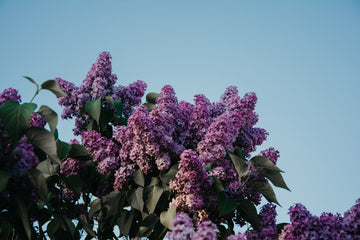 Scent Profile: Lilac - The Master Herbalist