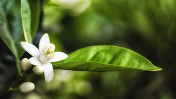Scent Profile: Neroli - The Master Herbalist
