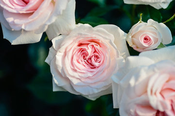 Scent Profile: Rose - The Master Herbalist
