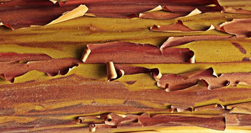 Scent Profile: Sandalwood - The Master Herbalist