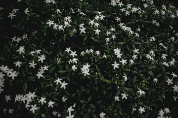 Scent Profile: Summer Jasmine - The Master Herbalist