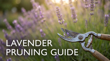 Secateurs pruning a lavender stem, demonstrating when to prune lavender UK for a healthy, fragrant garden.
