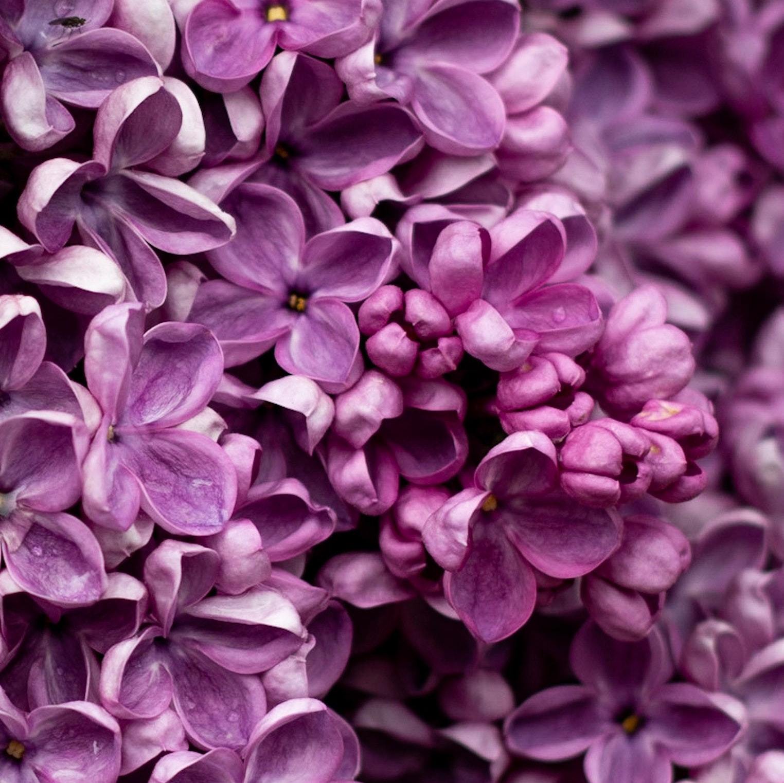 Lilac | Simply Drawer Liners