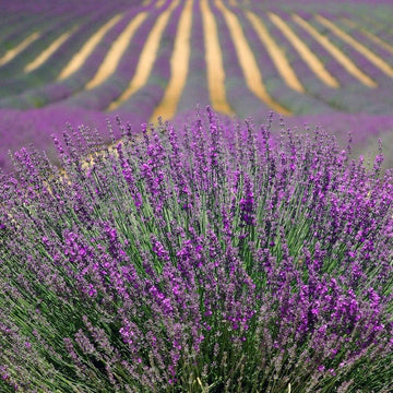 Lavender - The Master Herbalist