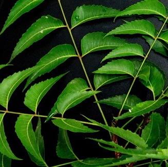 Lavender & Neem - The Master Herbalist