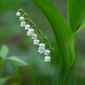 Lily of the Valley - The Master Herbalist