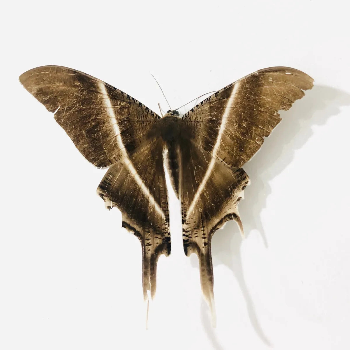Natural Moth Repellent for Clothes - The Master Herbalist