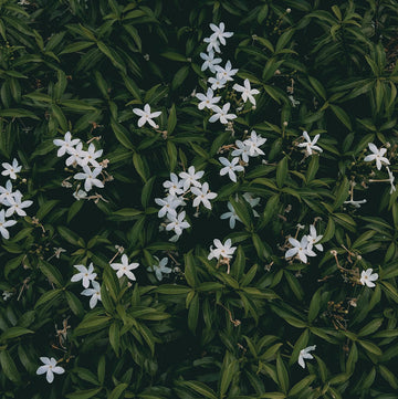 Summer Jasmine - The Master Herbalist