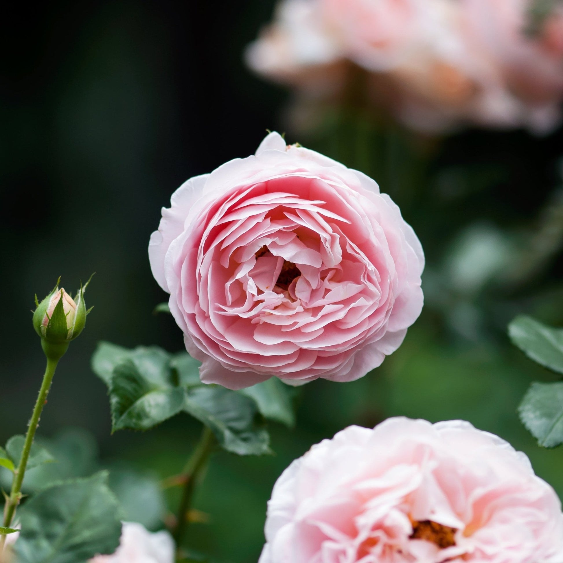 ROSE Scented Wardrobe Freshener in a WILLIAM MORRIS Design in PINK | Pack of 2 - Wardrobe Freshener - The Master Herbalist