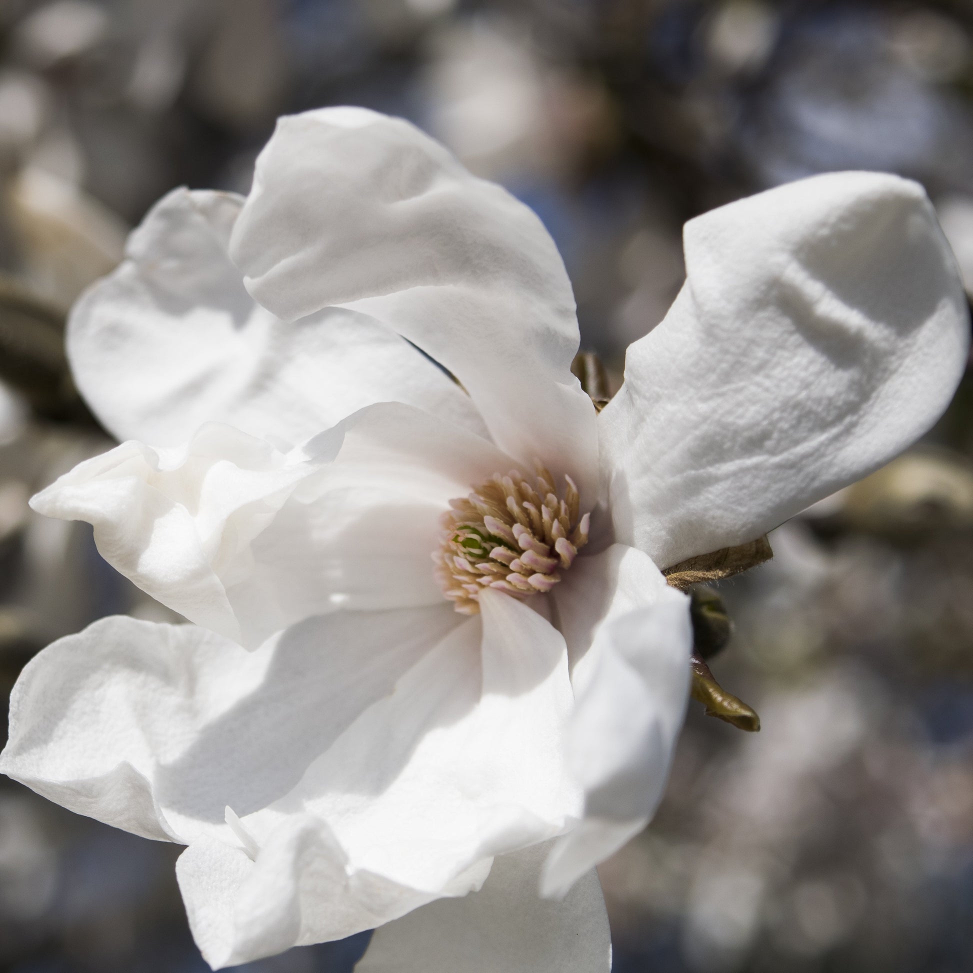 Fresh Linen Fragrance from The Master Herbalist
